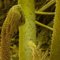 Brazilian Giant-rhubarb